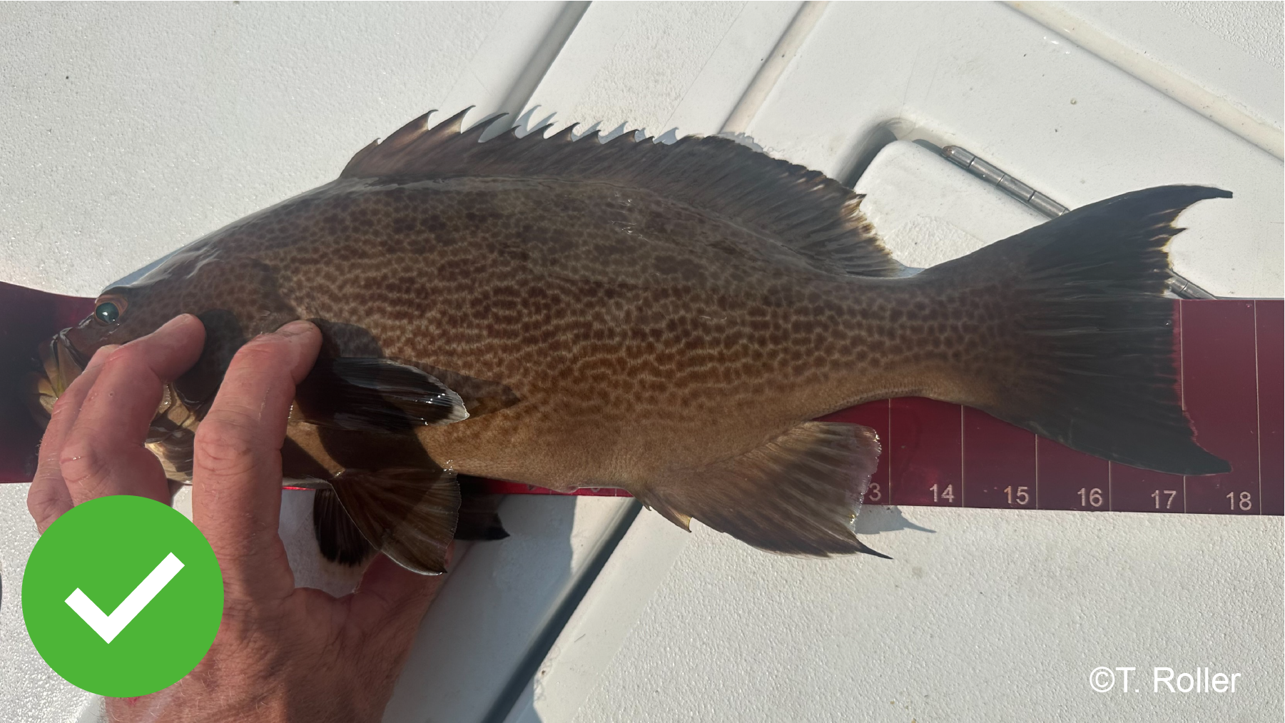 Measuring a fish (correct) Scamp Grouper being measured on ruler with full fish visible from a birds-eye view. Green checkmark in bottom left corner with photo credit to ‘T. Roller’ in bottom right corner.