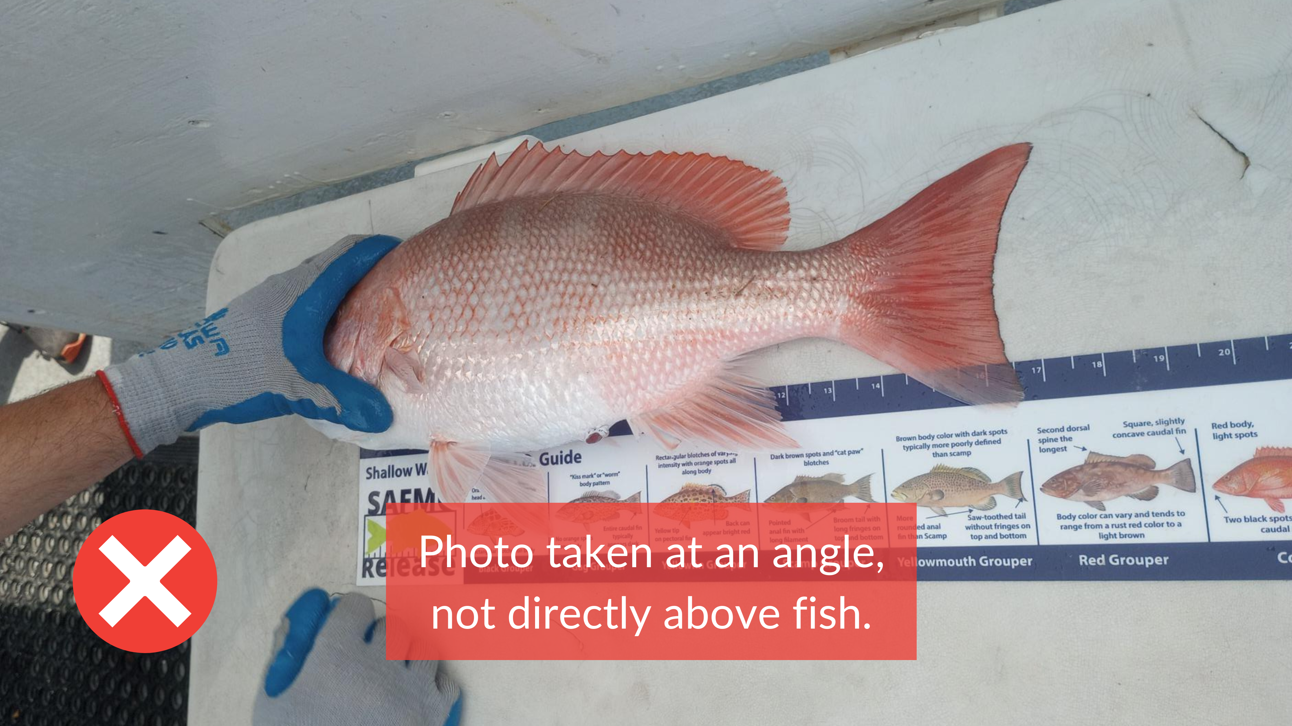 Measuring a fish (incorrect) A Red Snapper is being measured on a ruler, but the photo is taken at an angle. A red 'X' is in the bottom left corner, and a text box reads, ‘Photo taken at an angle, not directly above fish.’