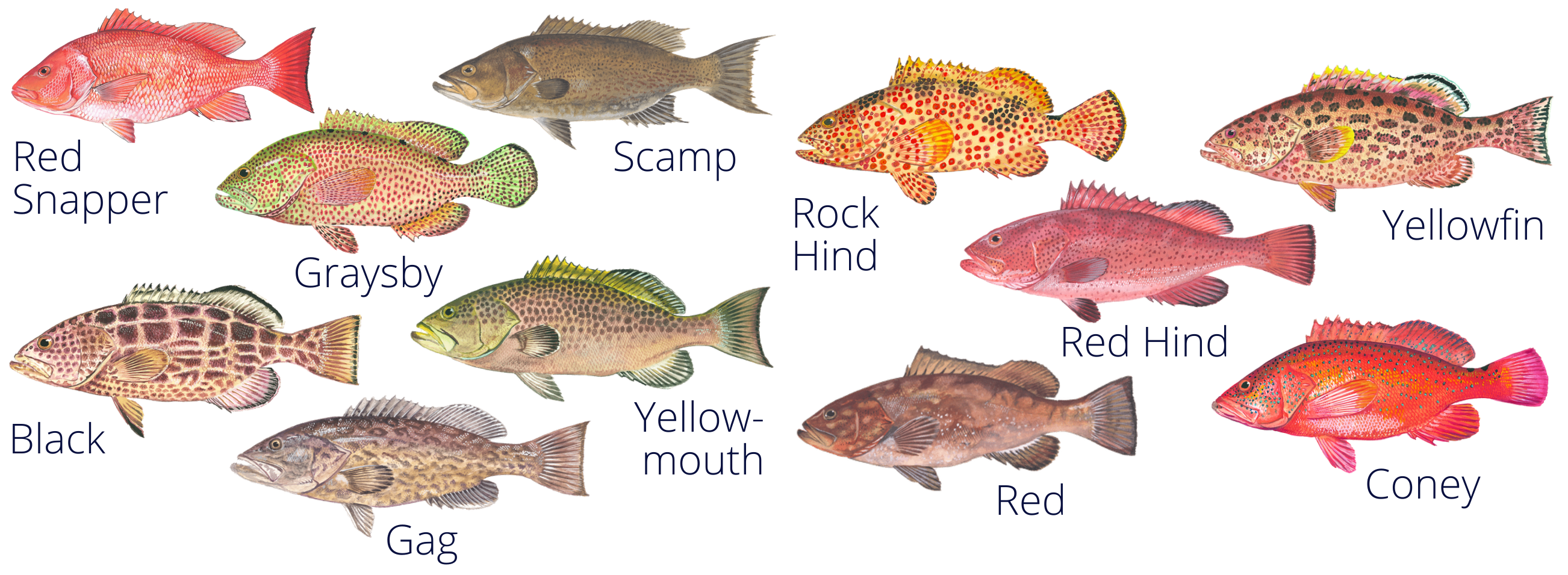 Illustrations of red snapper and shallow water grouper on a white background.