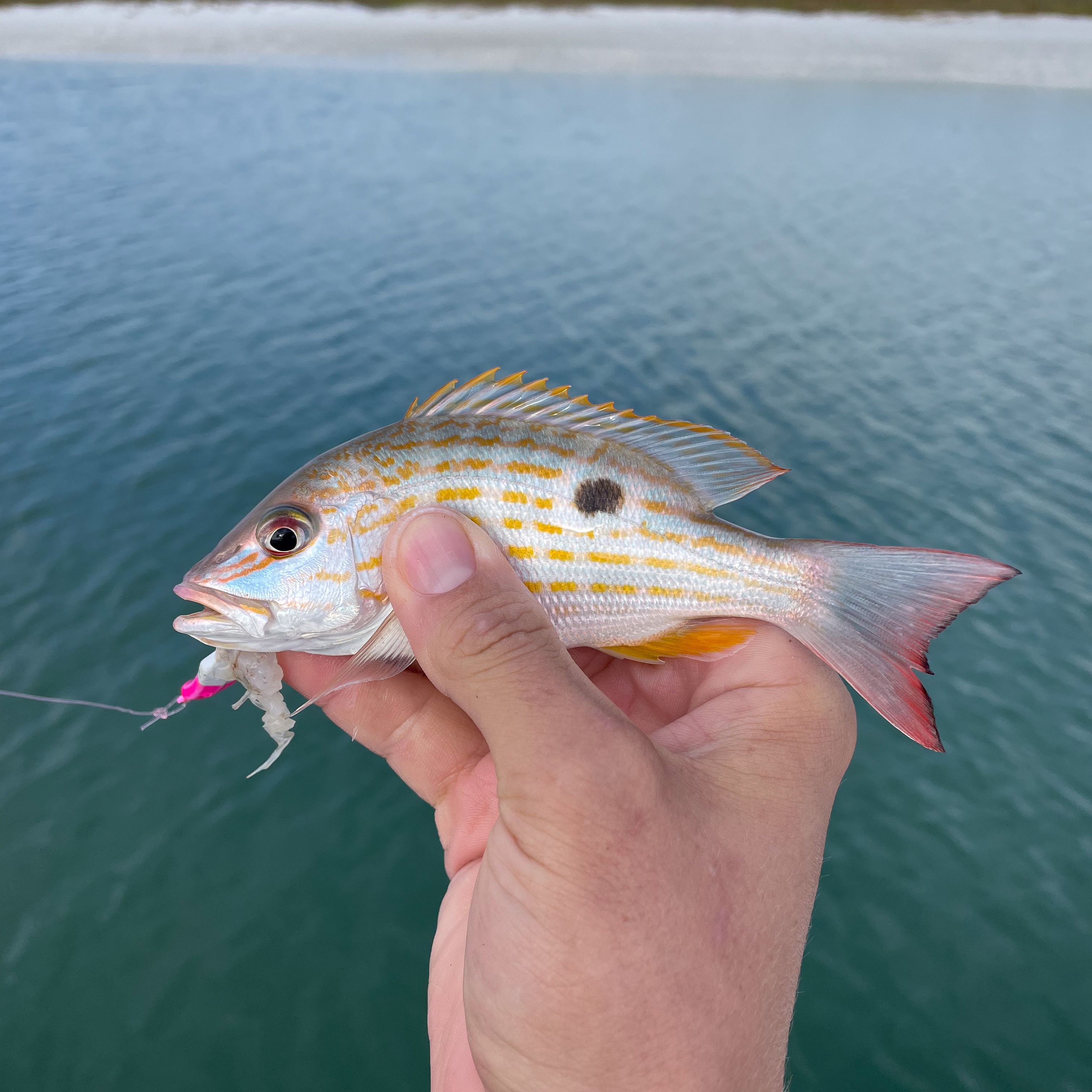 Snapper Mike's Florida_Mike_Sipos_lane_snapper – Sea Grant in the Gulf of America
